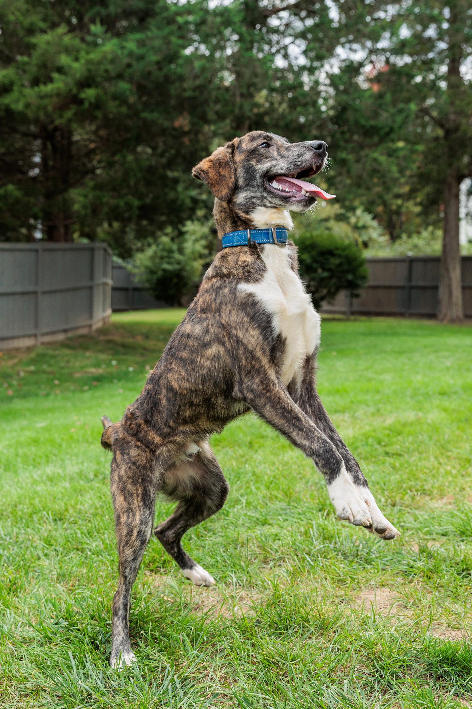 Enlarge Jack, a Adoptable mixed breed in Gainesville, VA image 4/6