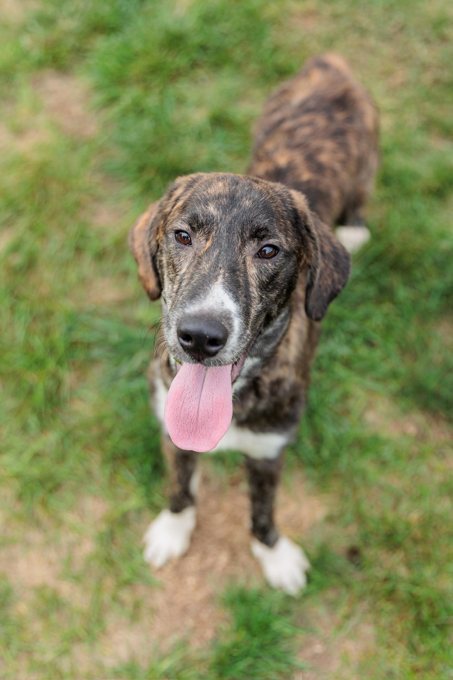 Enlarge Jack, a Adoptable mixed breed in Gainesville, VA image 6/6