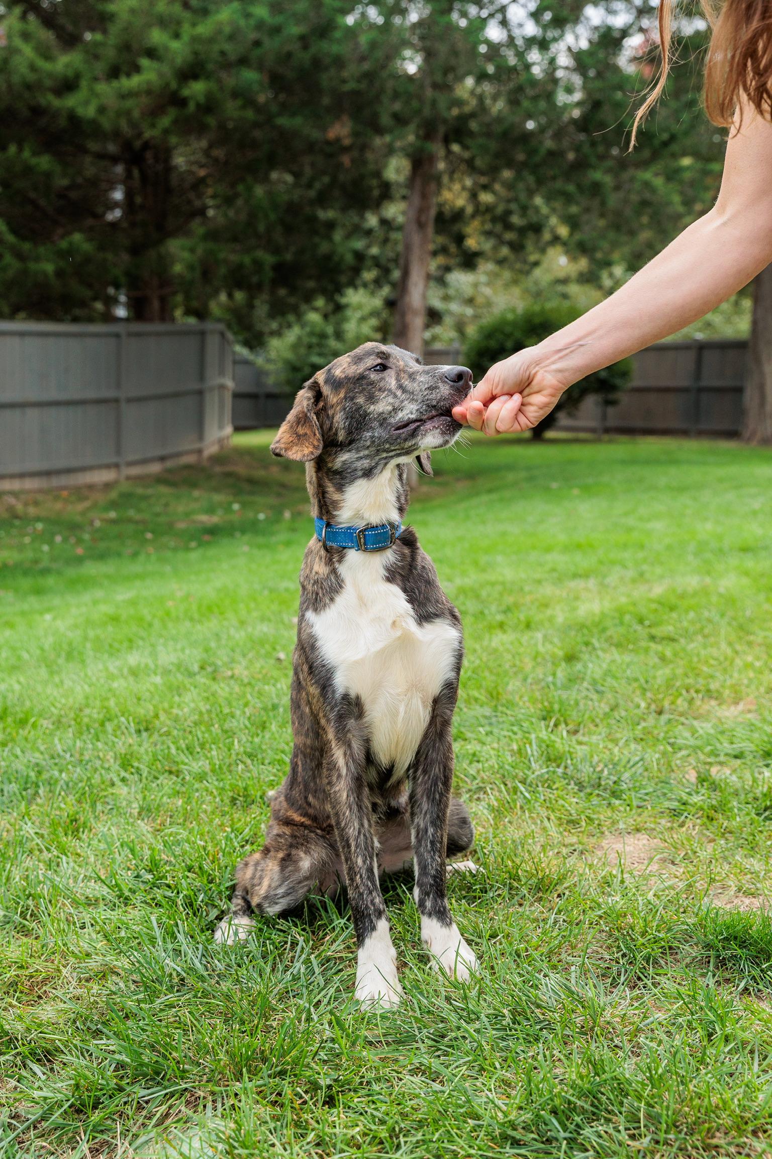 Enlarge Jack, a Adoptable mixed breed in Gainesville, VA image 3/6