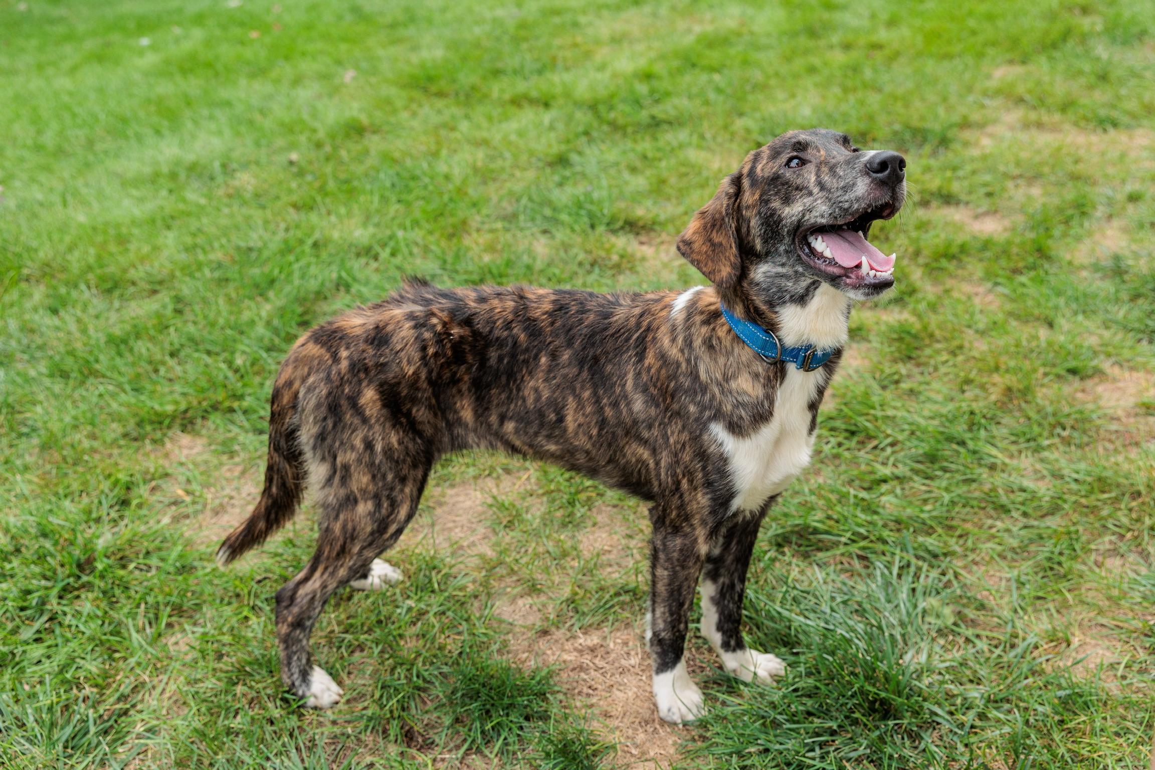 Enlarge Jack, a Adoptable mixed breed in Gainesville, VA image 5/6