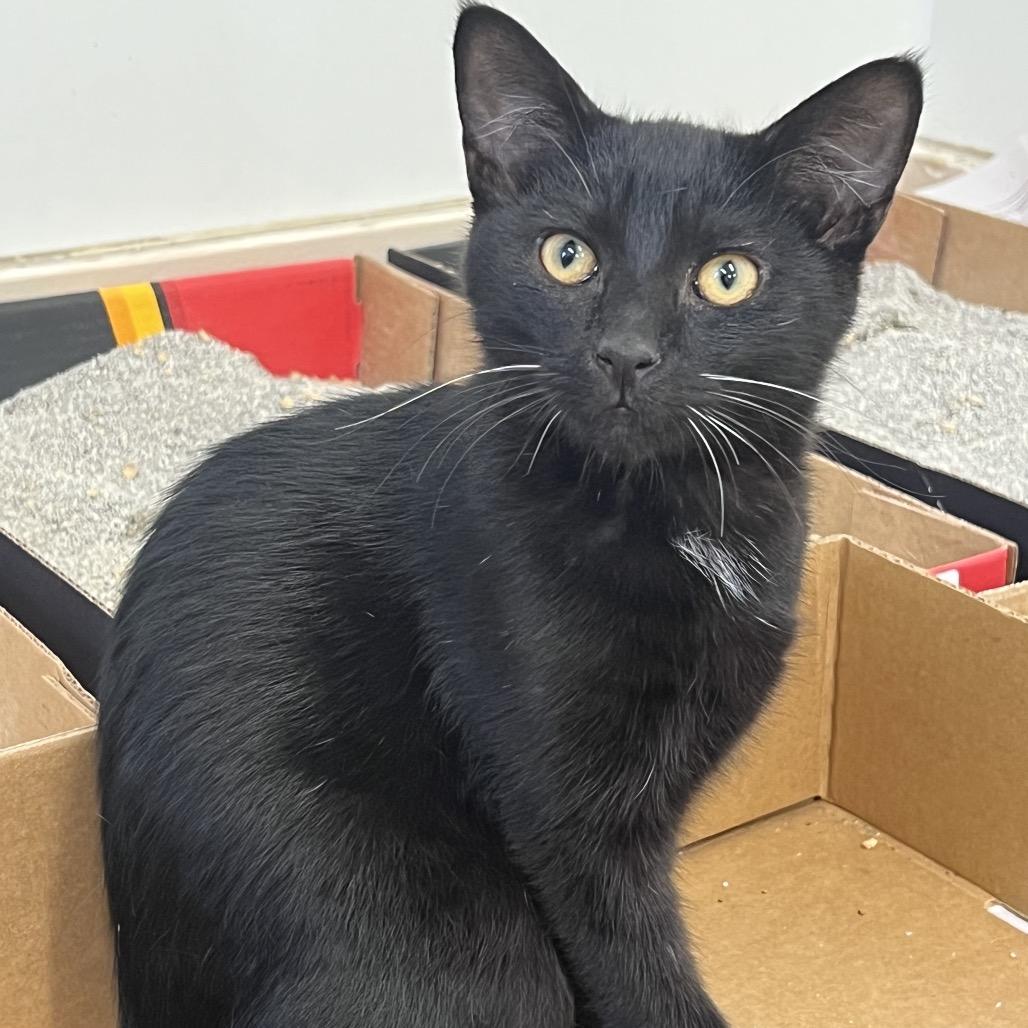 Sprinkles, Adoptable, Kitten Male Domestic Short Hair.