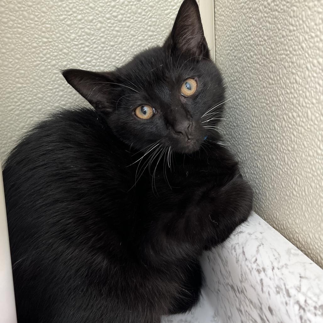 Enlarge Sprinkles, a Adoptable Domestic Short Hair in Delaware, OH image 3/5