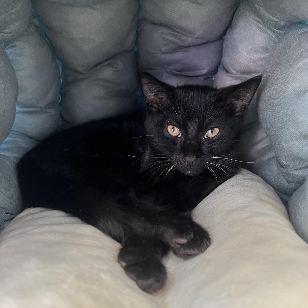 Enlarge Sprinkles, a Adoptable Domestic Short Hair in Delaware, OH image 4/5