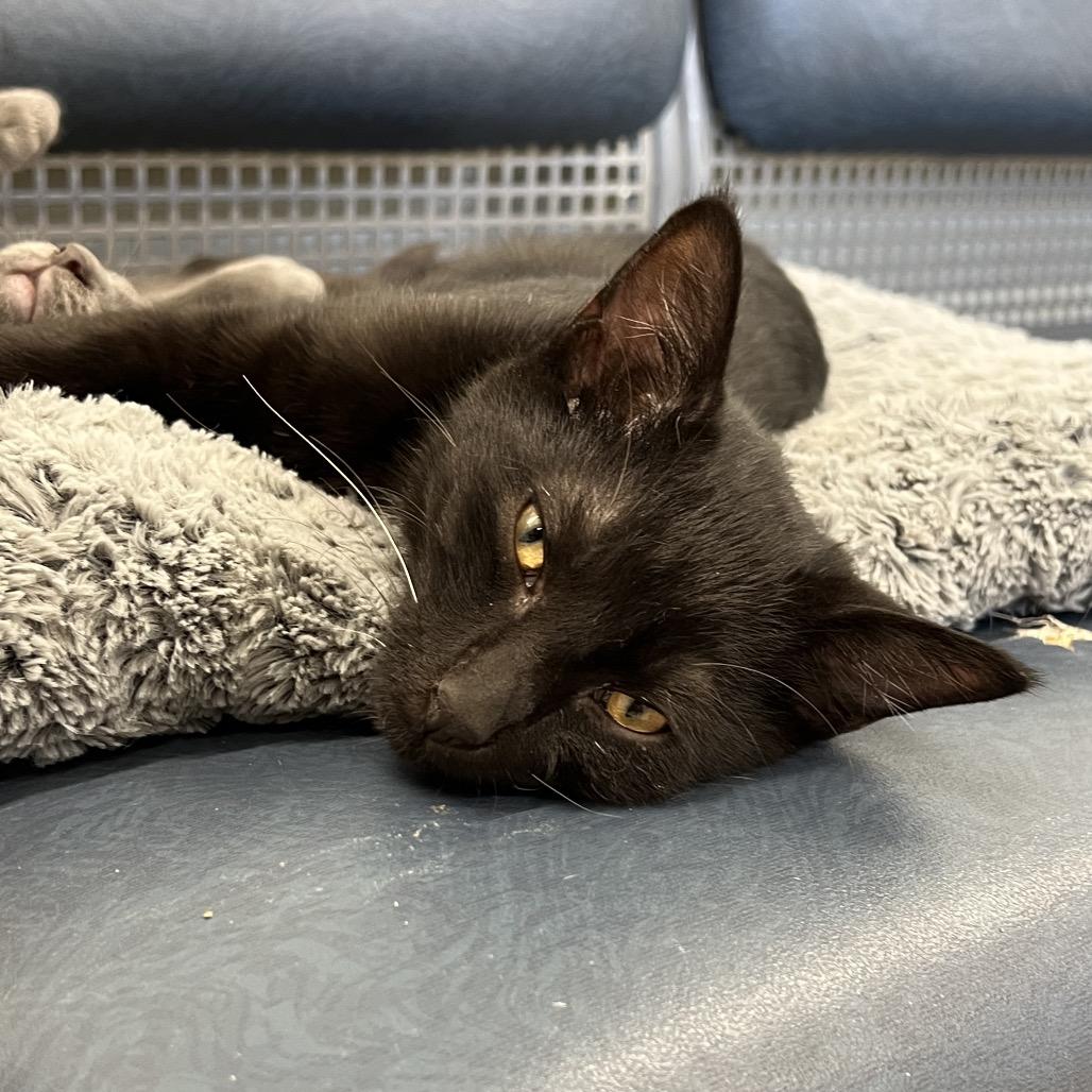 Enlarge Sprinkles, a Adoptable Domestic Short Hair in Delaware, OH image 5/5