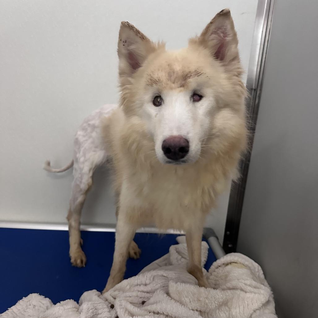 Marshmellow, Adoptable, Senior Female Siberian Husky.