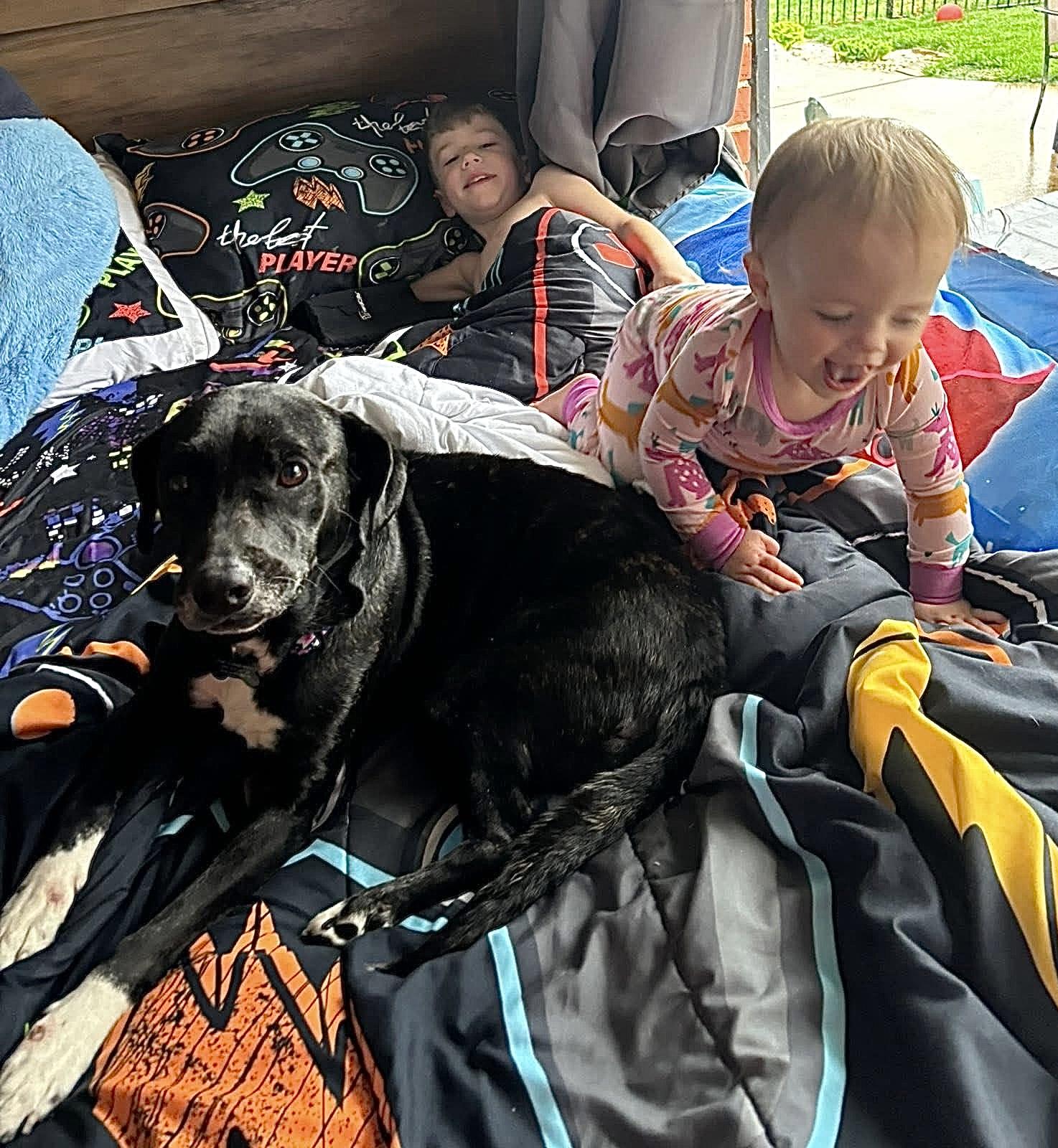 Enlarge Pepper, a ADOPTABLE mixed breed in Godfrey, IL image 2/4