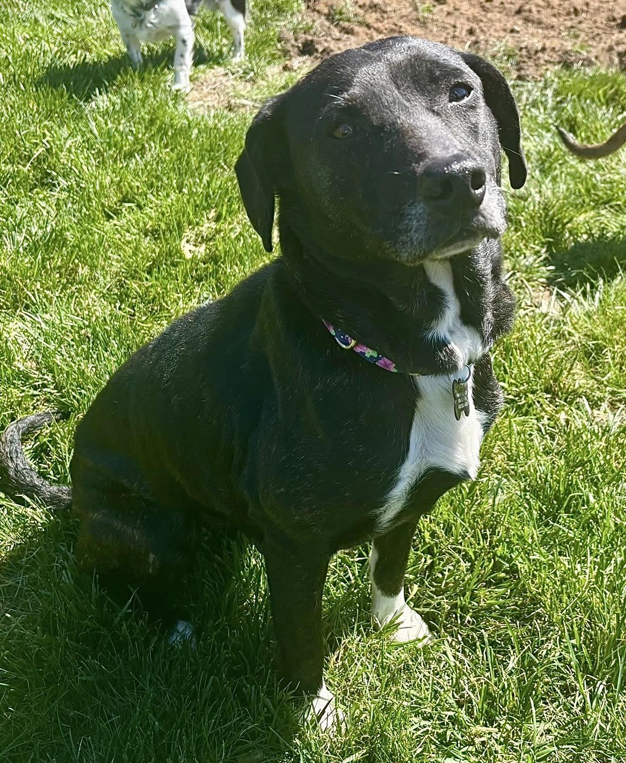 Pepper, ADOPTABLE, Adult Female Black Labrador Retriever & Beagle.