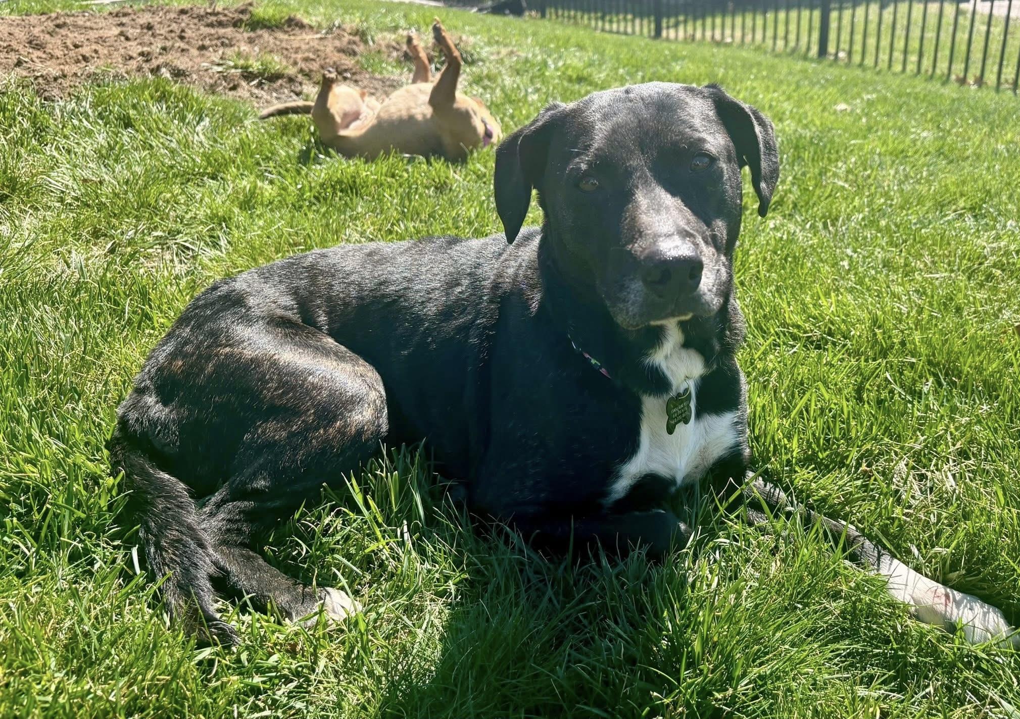Enlarge Pepper, a ADOPTABLE mixed breed in Godfrey, IL image 4/4