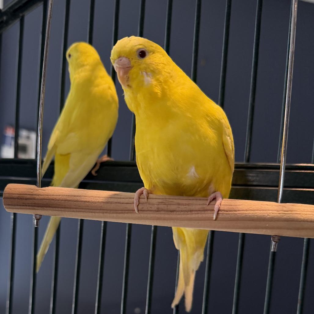 Enlarge Corn*Bonded w/ Banana*, a Adoptable Parakeet (Other) in Kennebunk, ME image 1/4