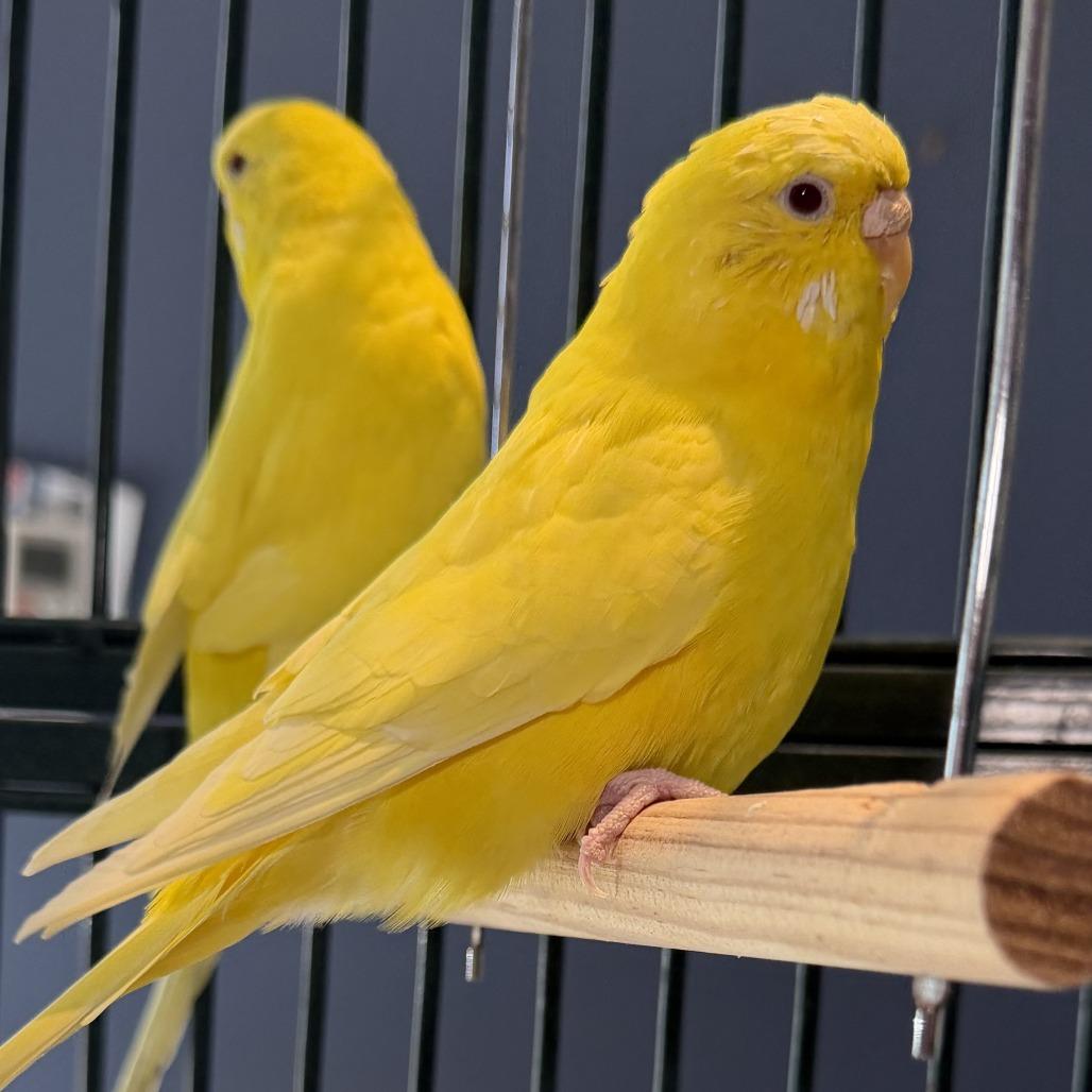 Enlarge Corn*Bonded w/ Banana*, a Adoptable Parakeet (Other) in Kennebunk, ME image 2/4