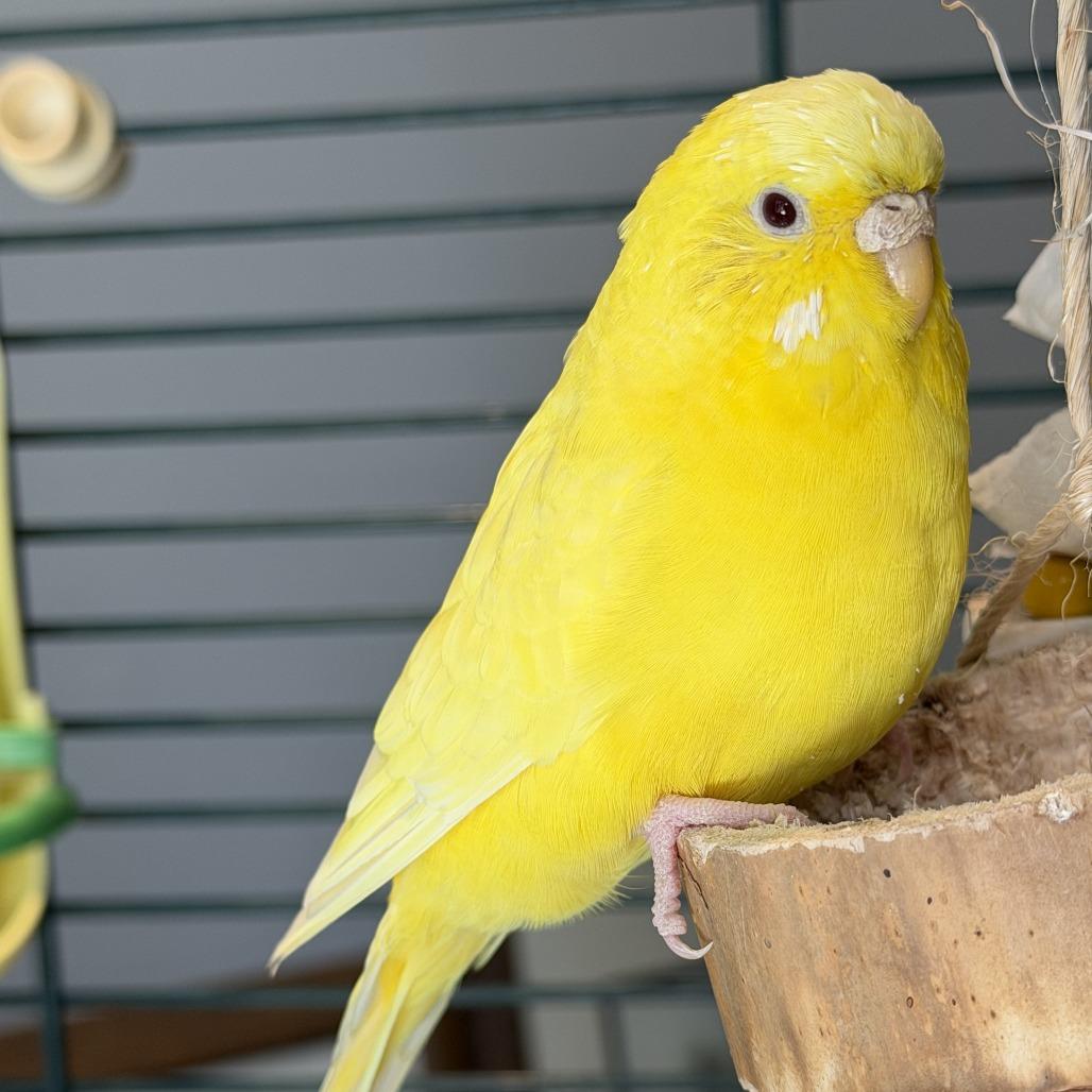 Enlarge Corn*Bonded w/ Banana*, a Adoptable Parakeet (Other) in Kennebunk, ME image 3/4