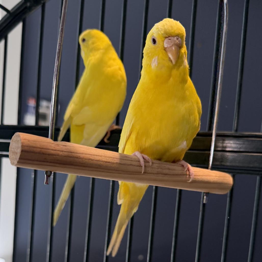 Enlarge Corn*Bonded w/ Banana*, a Adoptable Parakeet (Other) in Kennebunk, ME image 4/4