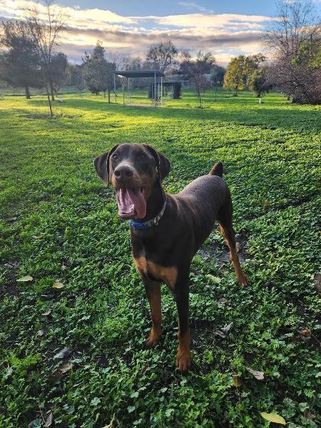 Rambo, a Adoptable Doberman Pinscher in Parlier, CA image 1/6