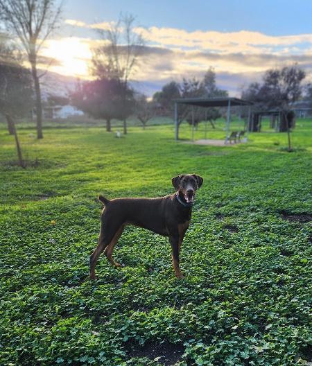 Rambo, a Adoptable Doberman Pinscher in Parlier, CA image 2/6