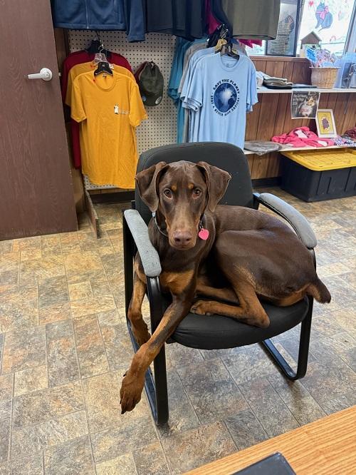 Rambo, a Adoptable Doberman Pinscher in Parlier, CA image 3/6