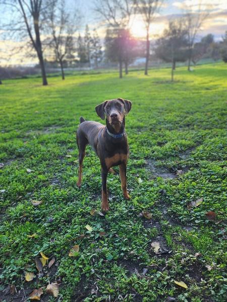 Rambo, a Adoptable Doberman Pinscher in Parlier, CA image 4/6
