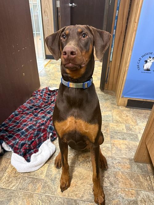 Rambo, a Adoptable Doberman Pinscher in Parlier, CA image 5/6