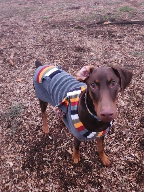 Rambo, a Adoptable Doberman Pinscher in Parlier, CA image 6/6