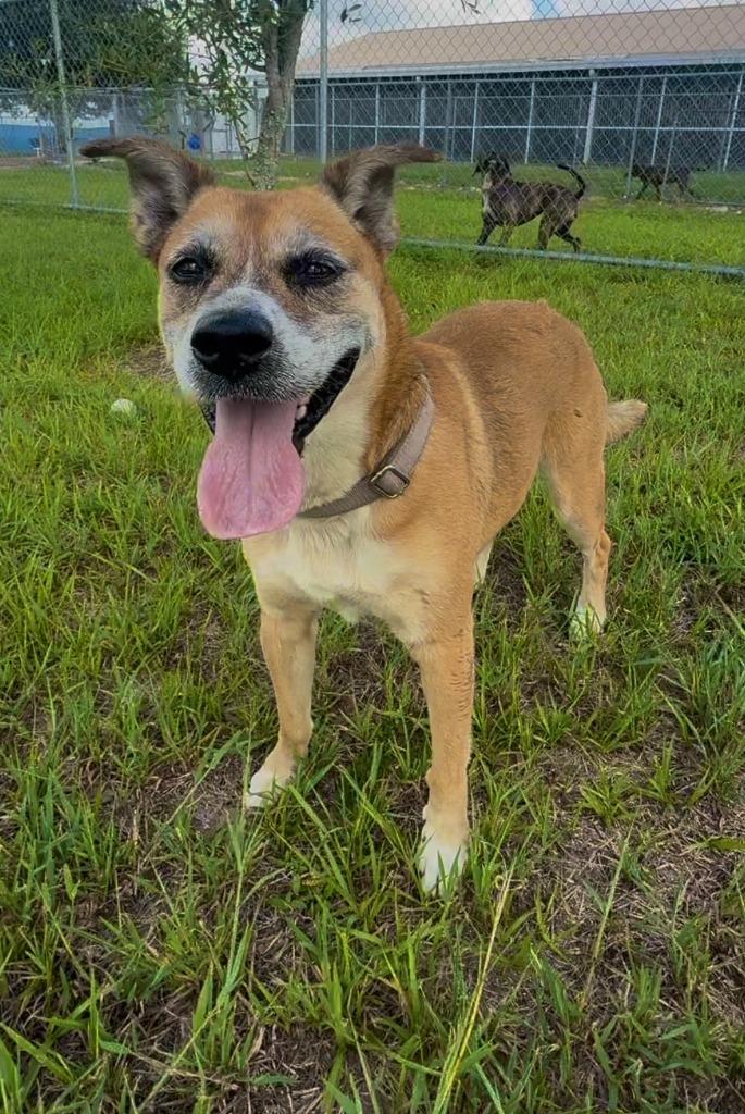 Addison, a Adoptable mixed breed in Labelle, FL image 1/6
