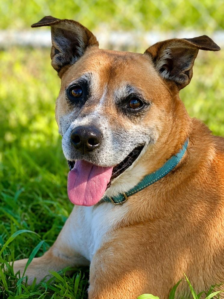 Addison, a Adoptable mixed breed in Labelle, FL image 2/6