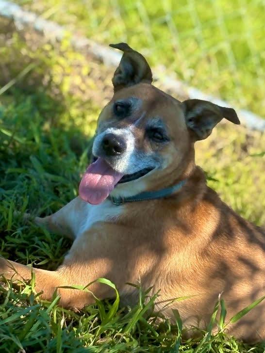 Addison, a Adoptable mixed breed in Labelle, FL image 3/6