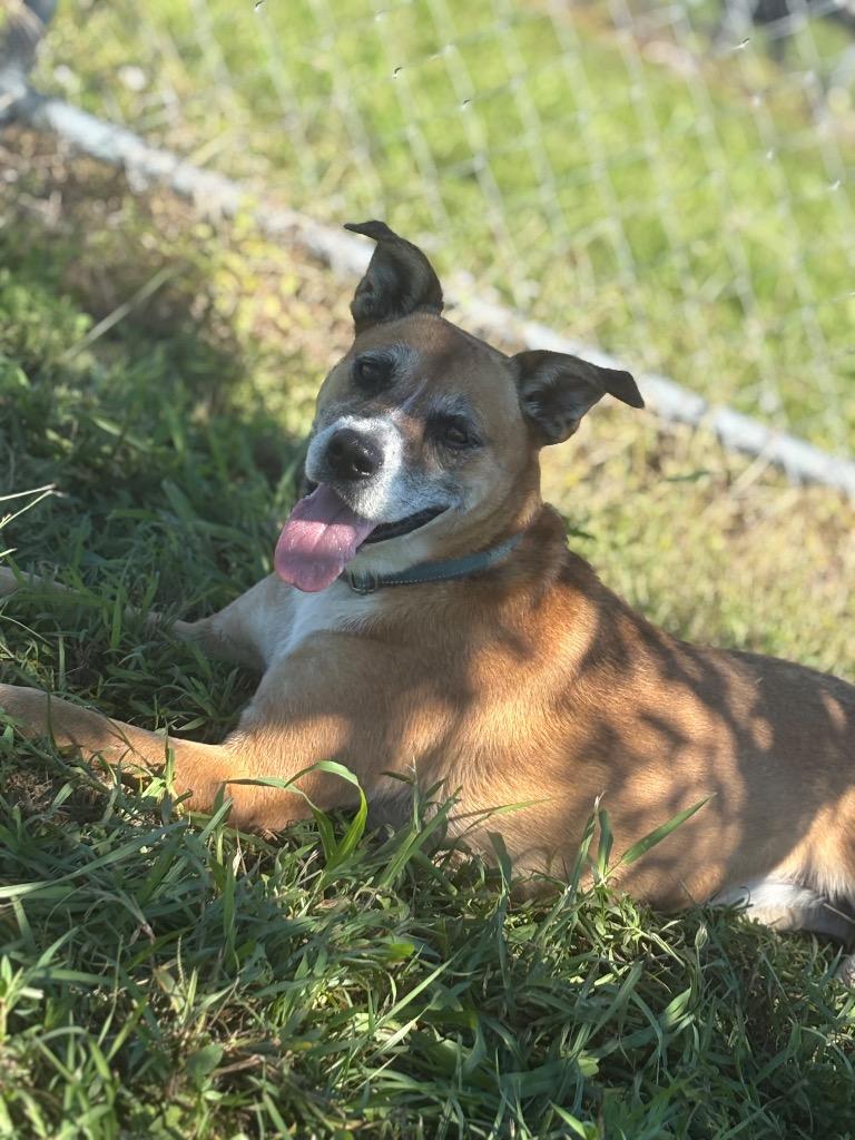 Enlarge Addison, a Adoptable mixed breed in Labelle, FL image 1/3
