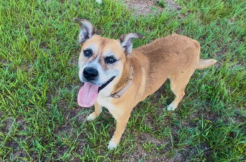 Addison, a Adoptable mixed breed in Labelle, FL image 4/6