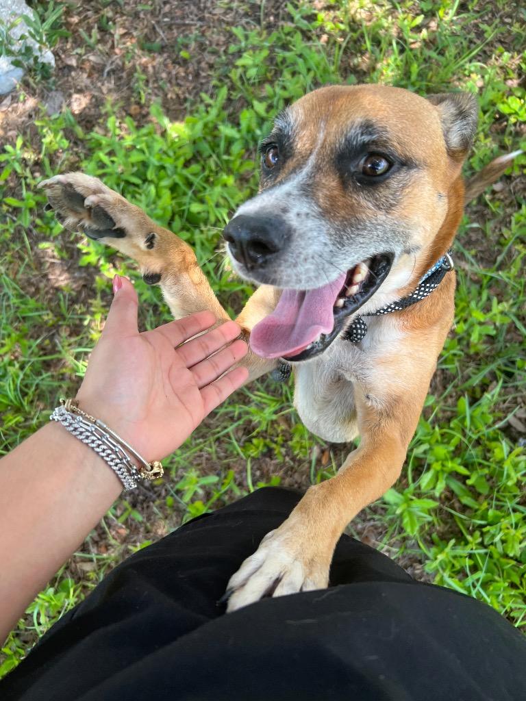 Enlarge Addison, a Adoptable mixed breed in Labelle, FL image 2/3