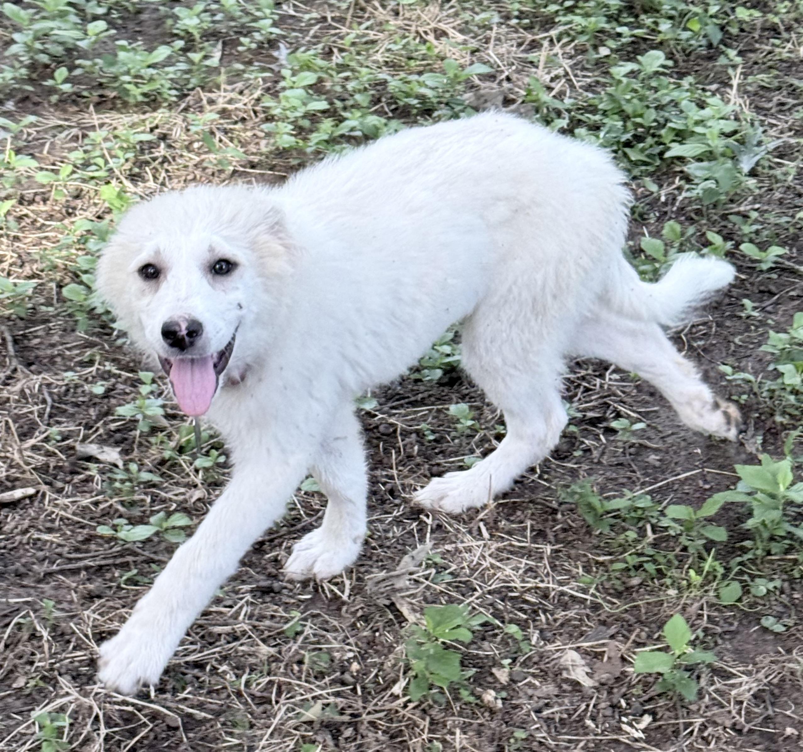 Winifred, Adoptable, Puppy Female Great Pyrenees.
