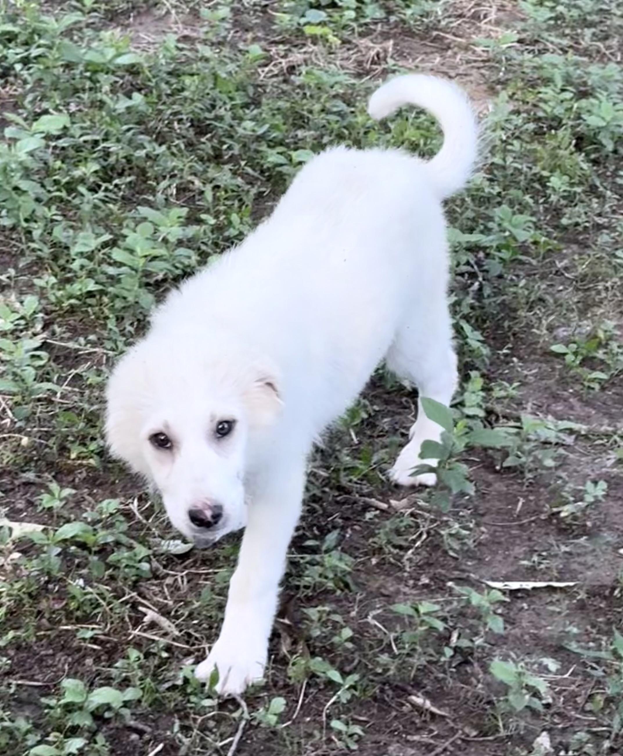 Winifred, a Adoptable Great Pyrenees in Allentown, PA image 2/4