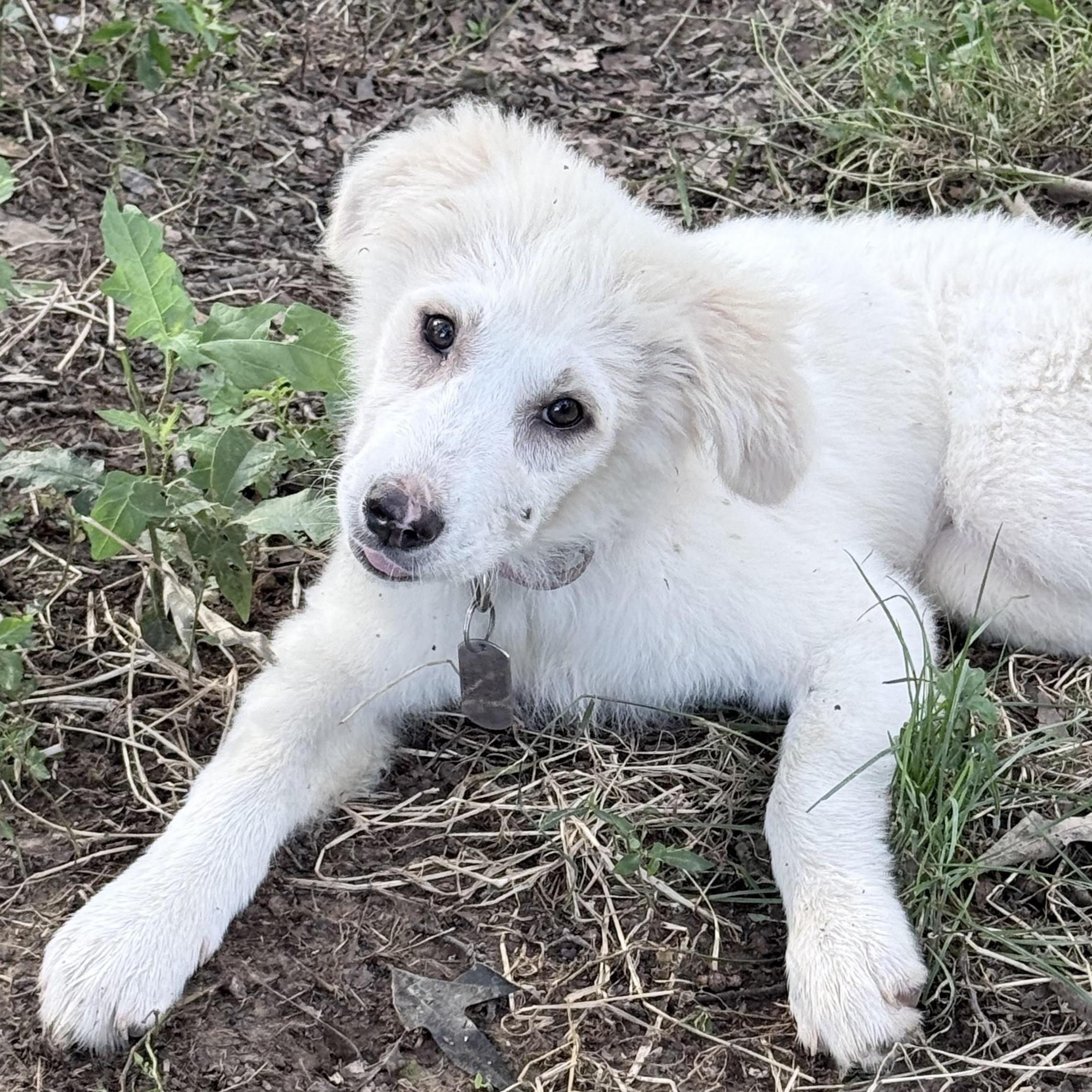 Winifred, a Adoptable Great Pyrenees in Allentown, PA image 4/4