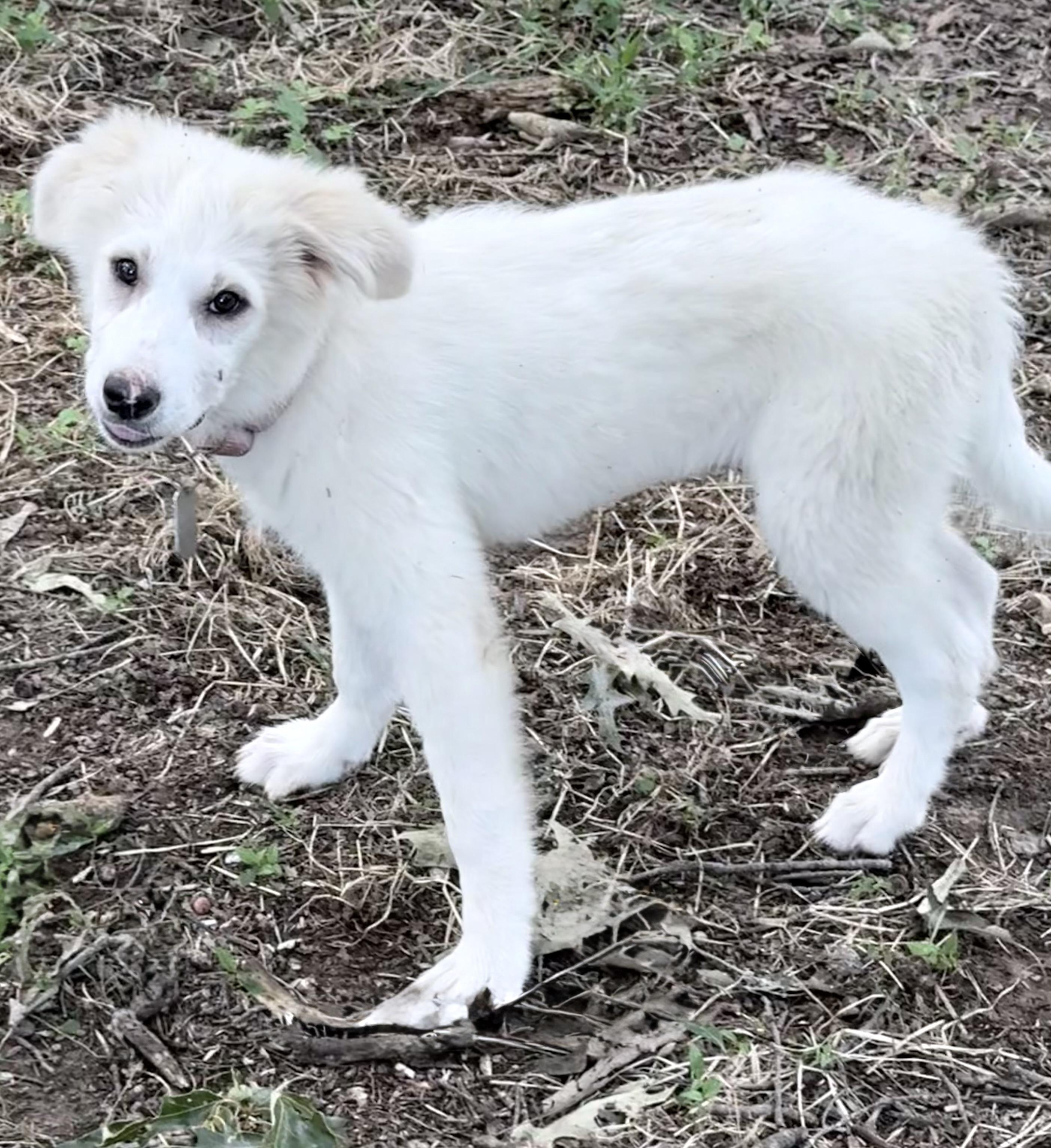 Winifred, a Adoptable Great Pyrenees in Allentown, PA image 3/4