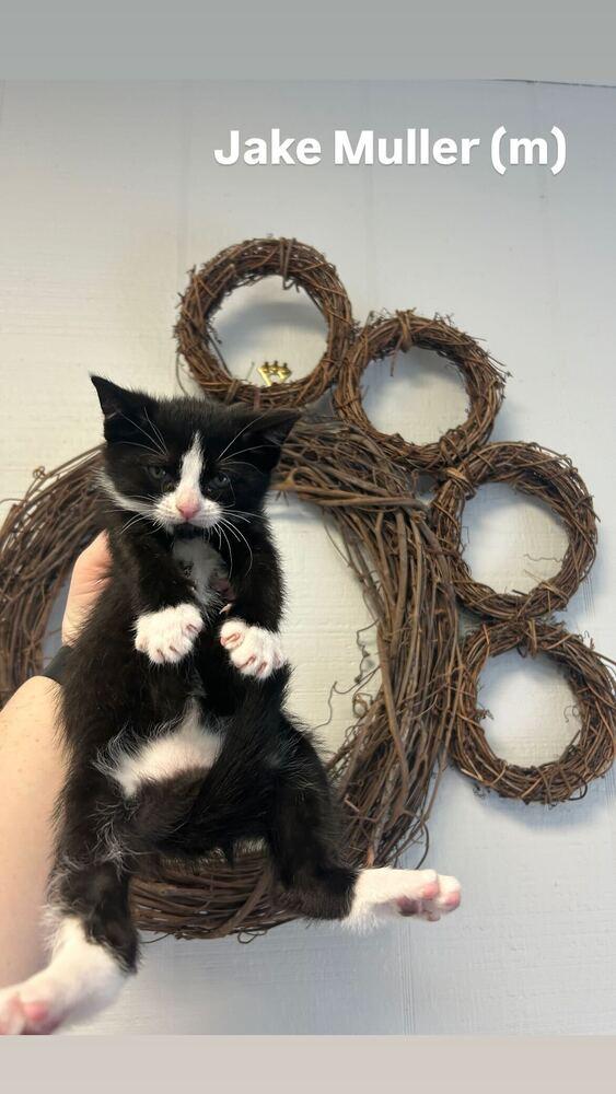 Jake Muller, a Adoptable Domestic Short Hair in North Brunswick, NJ image 2/3