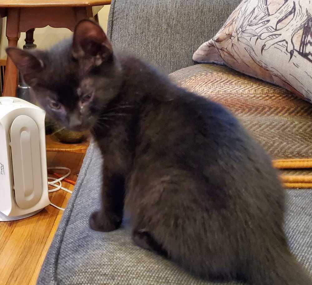 Jake Muller, a Adoptable Domestic Short Hair in North Brunswick, NJ image 3/3