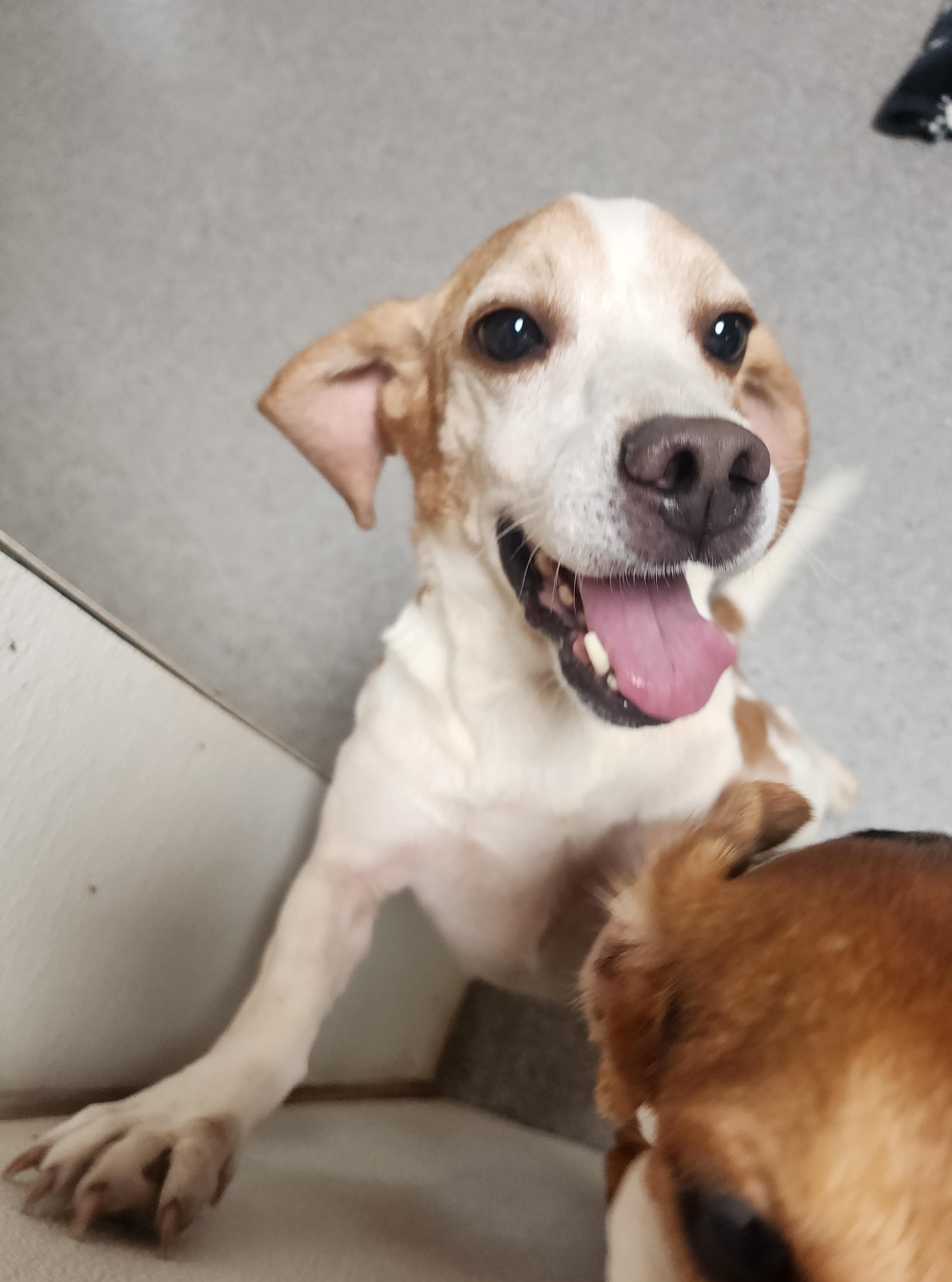 Cavalier, an adoptable Beagle in Hartville, WY, 82215 | Photo Image 1