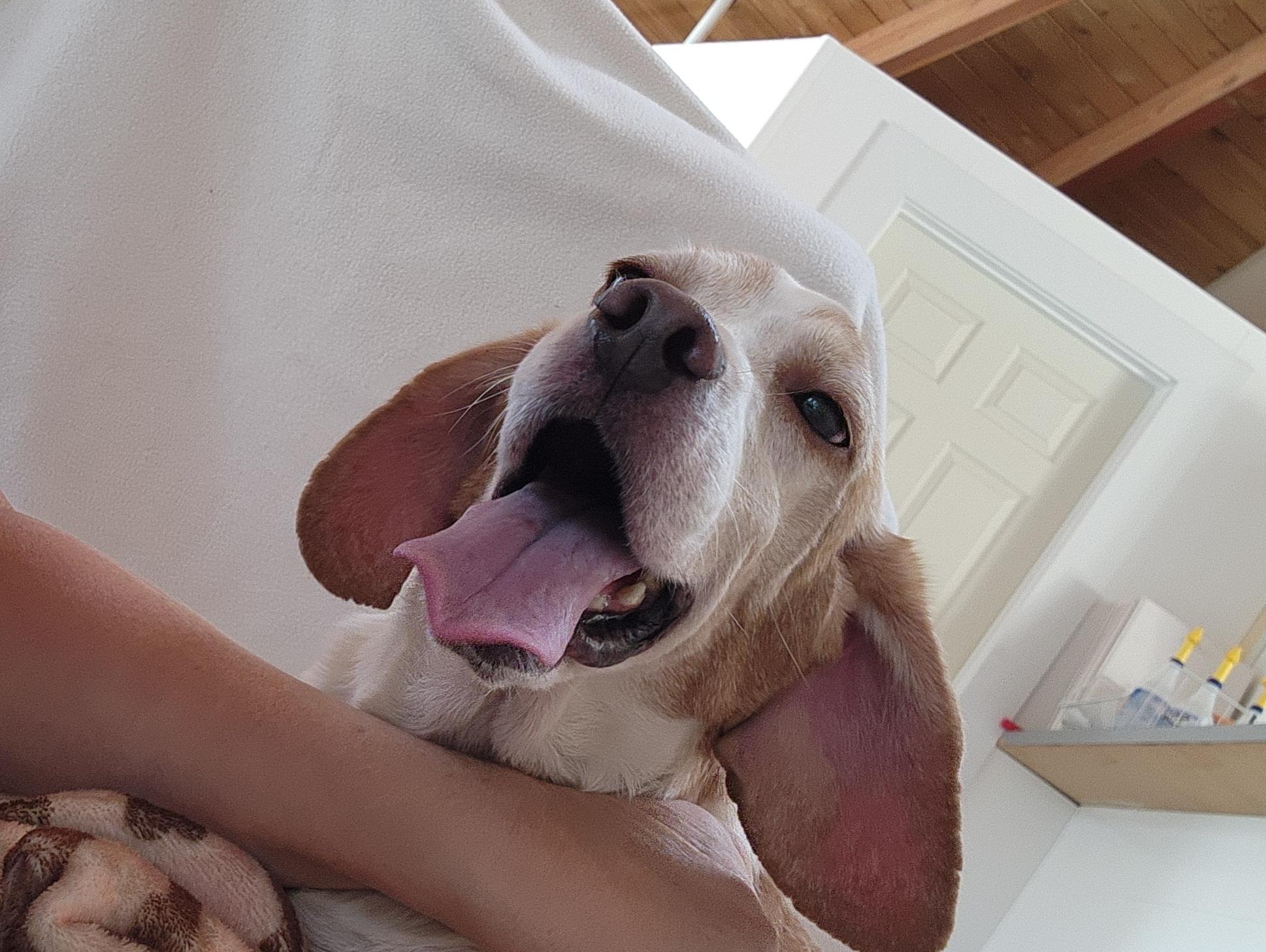 Cavalier, an adoptable Beagle in Hartville, WY, 82215 | Photo Image 2