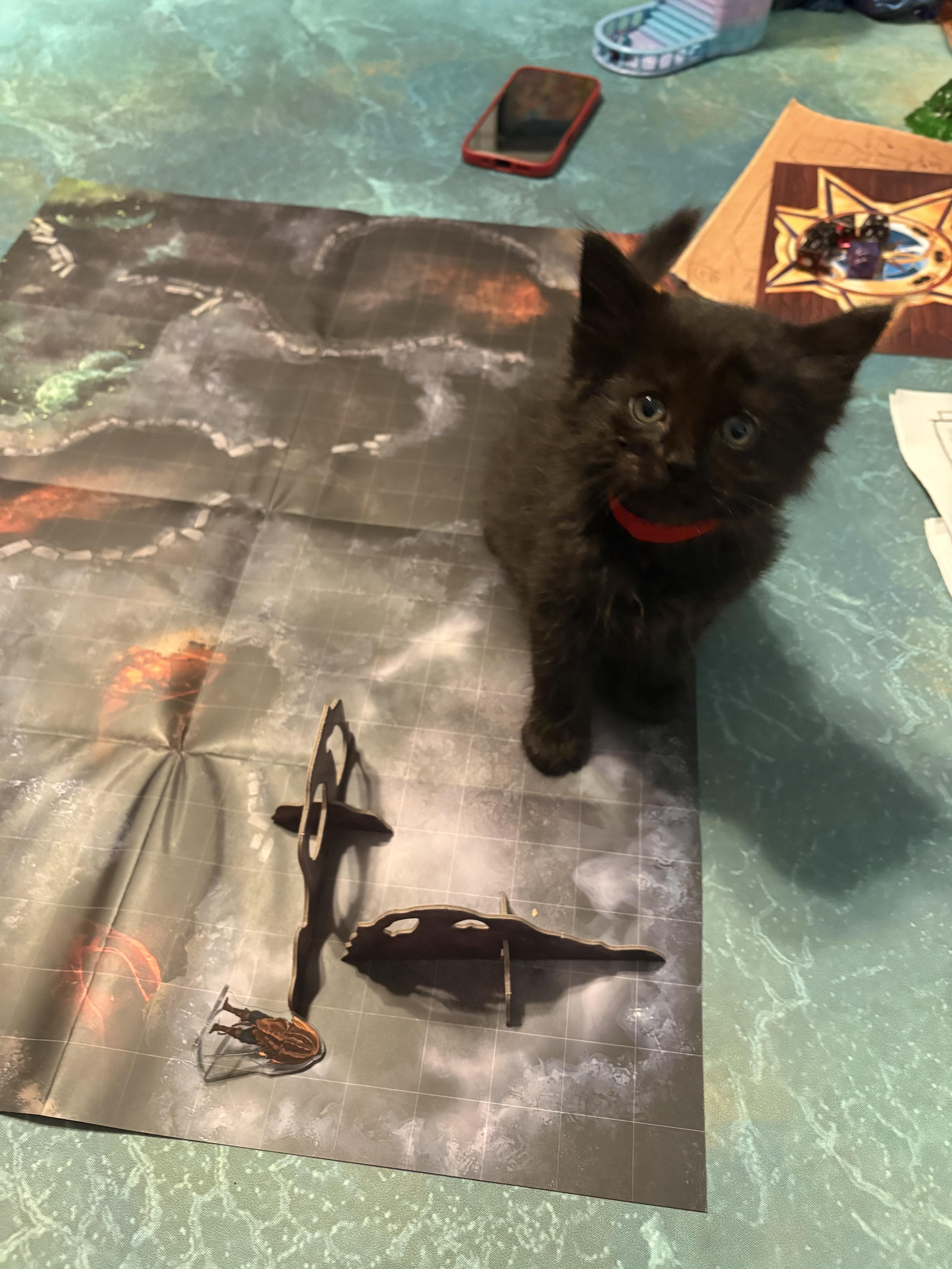 Desdemona, Adoptable, Kitten Female Domestic Medium Hair.