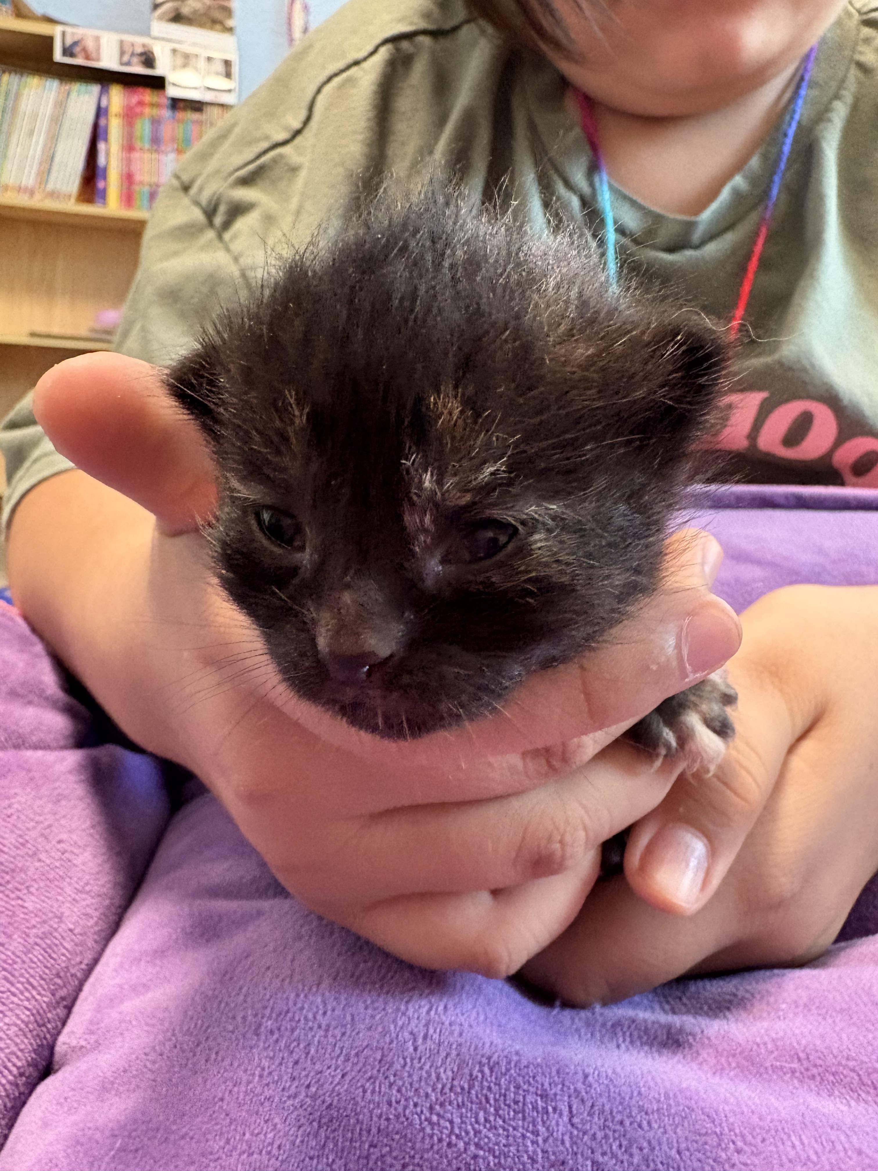 Enlarge Desdemona, a Adoptable mixed breed in Dixon, CA image 2/3