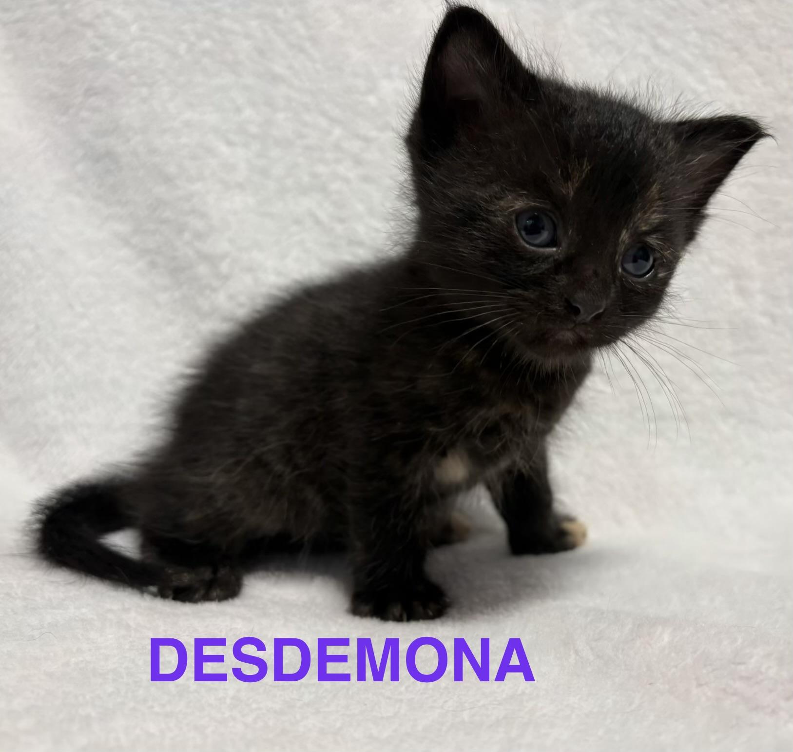Enlarge Desdemona, a Adoptable mixed breed in Dixon, CA image 3/3