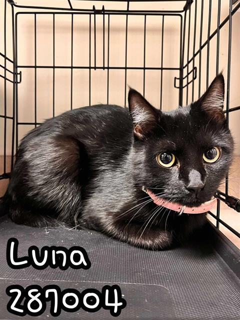 LUNA, Adoptable, Adult Female Domestic Short Hair.