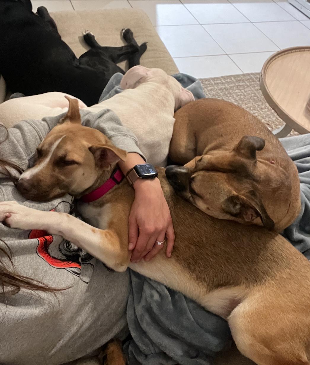 Enlarge Grace, a Adoptable Mixed Breed in Palm City, FL image 3/4