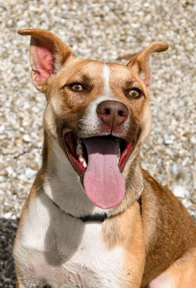 Enlarge Grace, a Adoptable Mixed Breed in Palm City, FL image 1/4