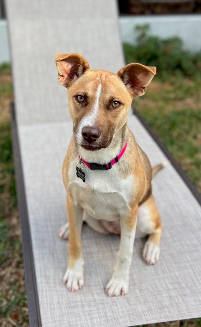 Enlarge Grace, a Adoptable Mixed Breed in Palm City, FL image 4/4