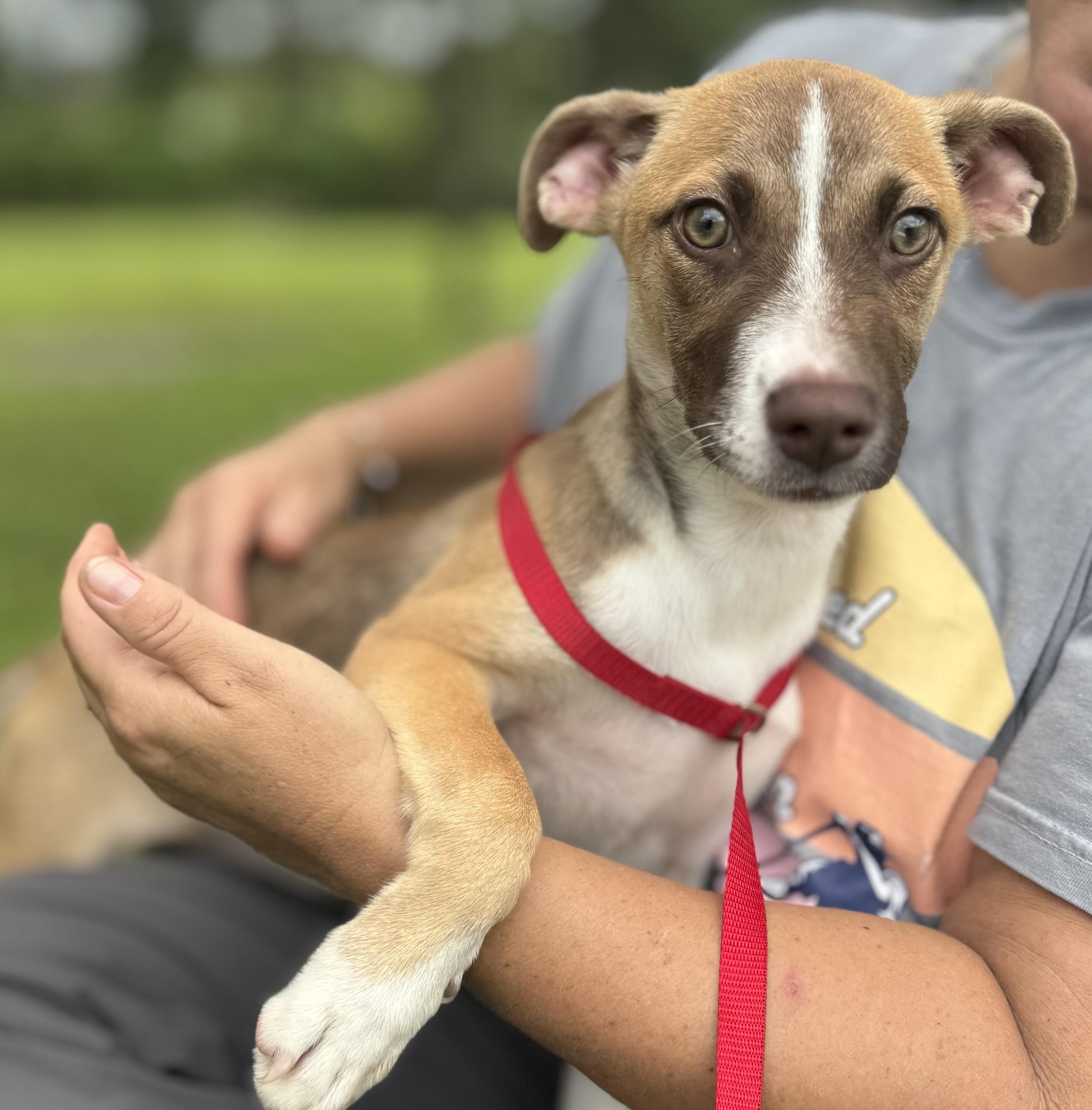 Grace, Adoptable, Puppy Female Mixed Breed.