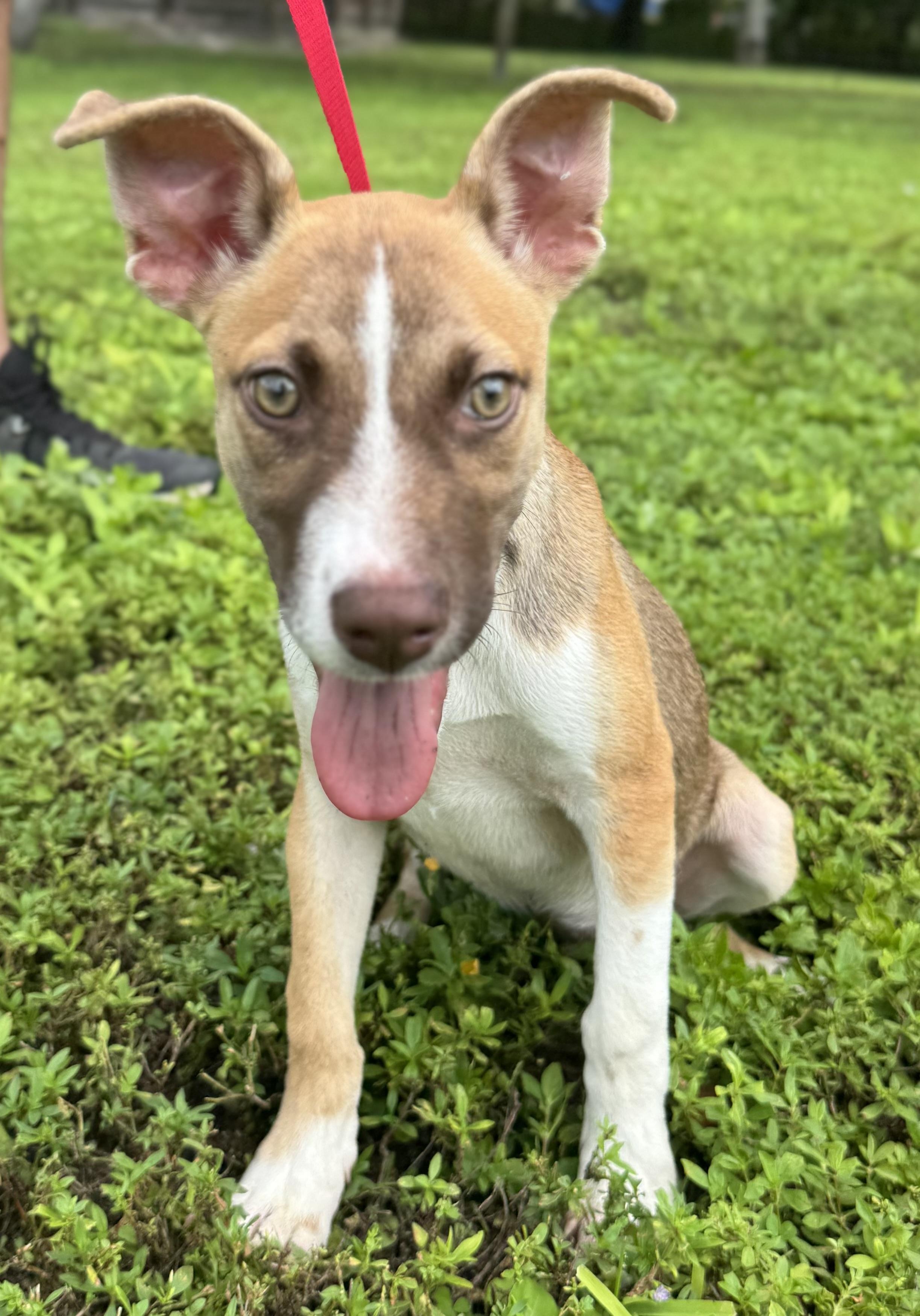 Grace, a Adoptable Mixed Breed in Palm City, FL image 2/3