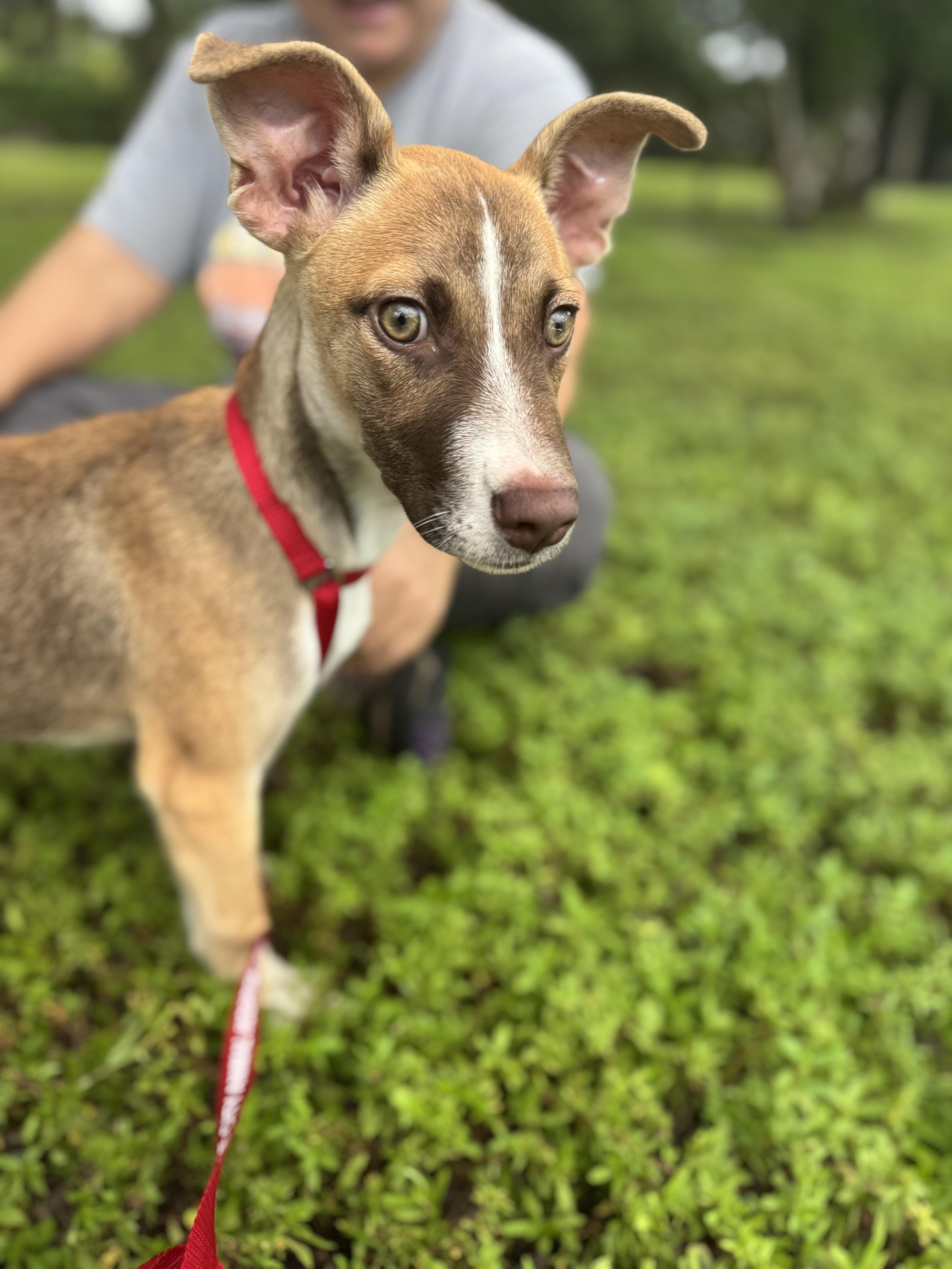 Grace, Adoptable, Puppy Female Mixed Breed.