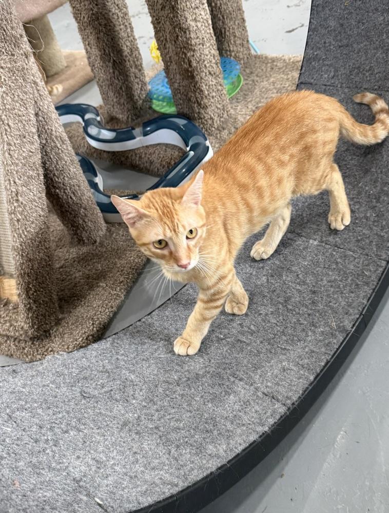 Taffy, Adoptable, Adult Female Domestic Short Hair.