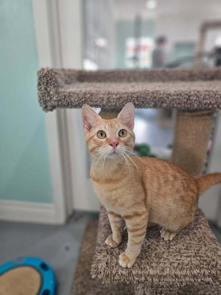Taffy, a Adoptable Domestic Short Hair in San Leon, TX image 2/4