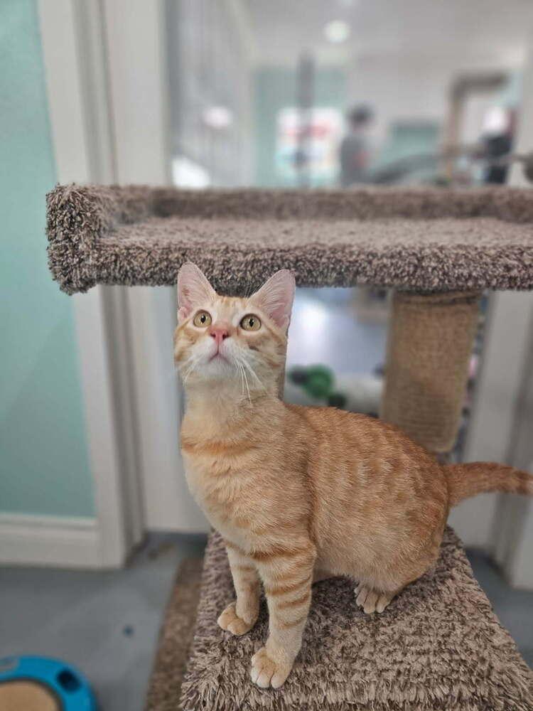 Taffy, a Adoptable Domestic Short Hair in San Leon, TX image 3/4