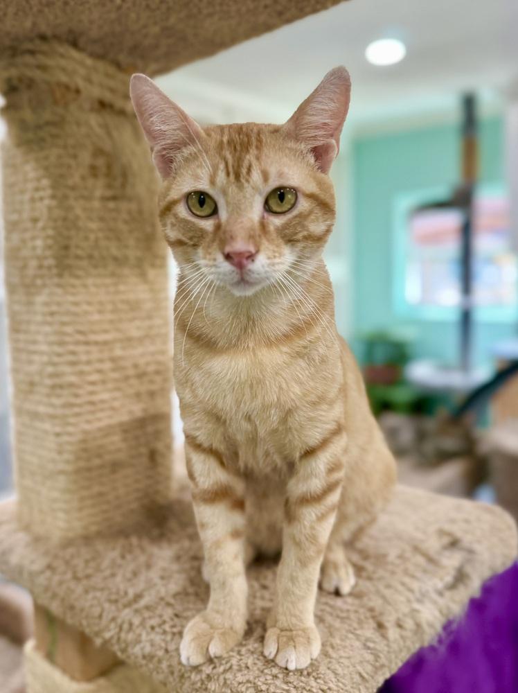 Taffy, a Adoptable Domestic Short Hair in San Leon, TX image 4/4